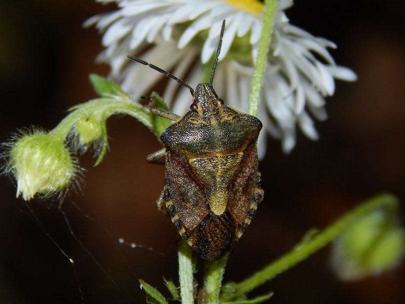 Pentatomidae: Carpocoris purpureipennis della Lombardia